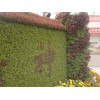 3D立体绿化，墙体绿化，植物墙设计施工